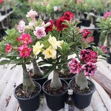 Adenium Plant